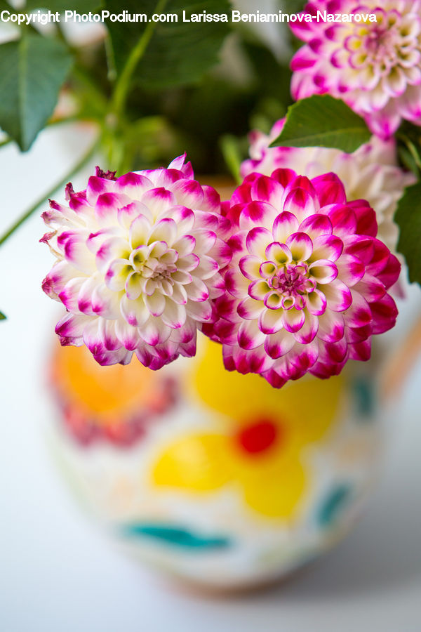 Blossom, Dahlia, Flora, Flower, Plant, Petal, Floral Design