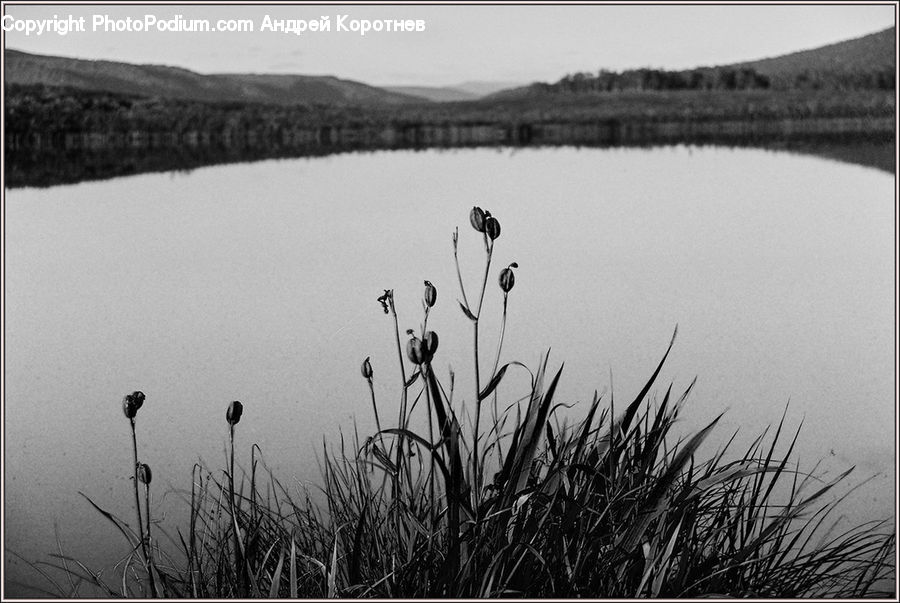 Grass, Plant, Reed, Land, Marsh, Outdoors, Swamp
