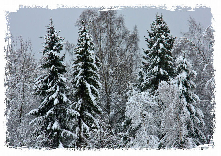 Conifer, Fir, Spruce, Wood, Plant, Tree, Pine