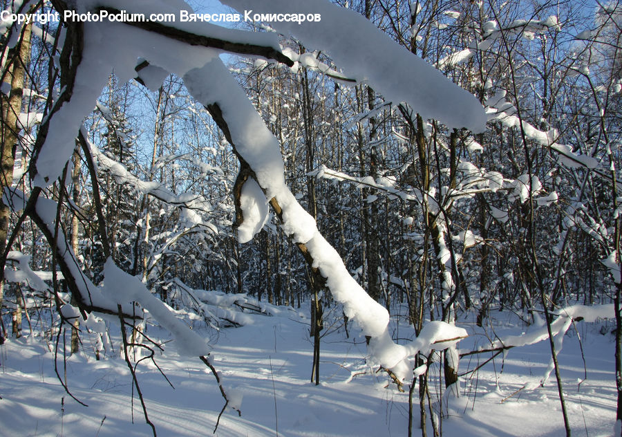 Ice, Icicle, Snow, Winter, Bird, Stork, Outdoors