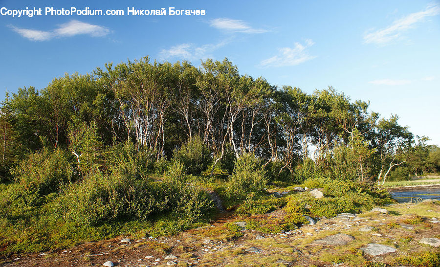 Oak, Sycamore, Tree, Tree Trunk, Wood, Conifer, Fir