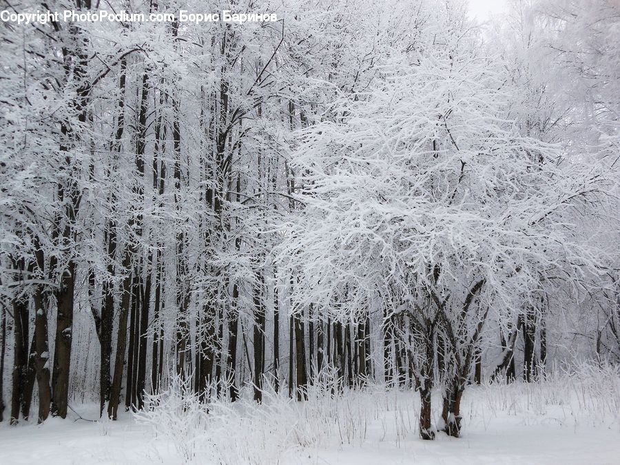 Ice, Outdoors, Snow, Landscape, Nature, Scenery, Plant