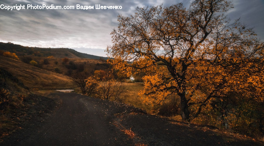 Dirt Road, Gravel, Road, Plant, Tree, Landscape, Nature