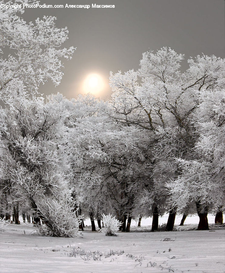 Blossom, Flora, Flower, Plant, Frost, Ice, Outdoors