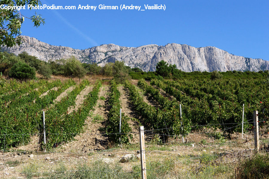 Countryside, Farm, Field, Vineyard, Conifer, Fir, Plant