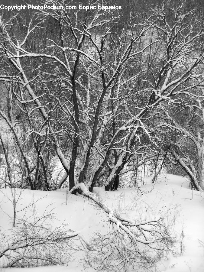 Ice, Outdoors, Snow, Plant, Tree, Birch, Wood