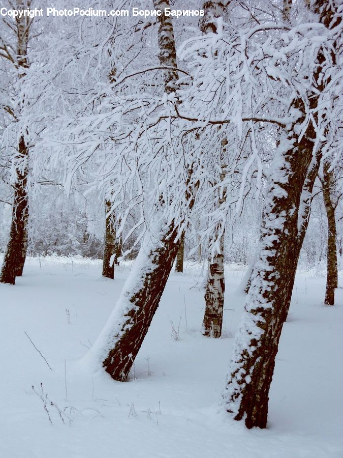 Birch, Tree, Wood, Conifer, Fir, Plant, Pine