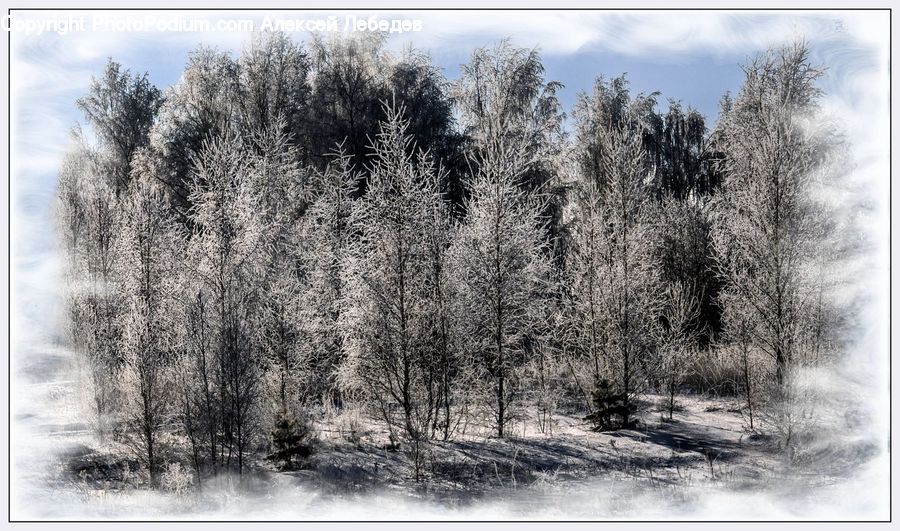 Conifer, Fir, Plant, Tree, Forest, Vegetation, Pine