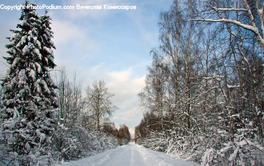 Conifer, Fir, Spruce, Wood, Plant, Tree, Dirt Road