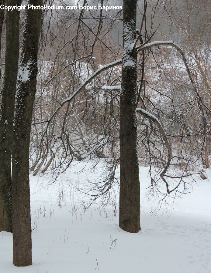 Blizzard, Outdoors, Snow, Weather, Winter, Plant, Tree