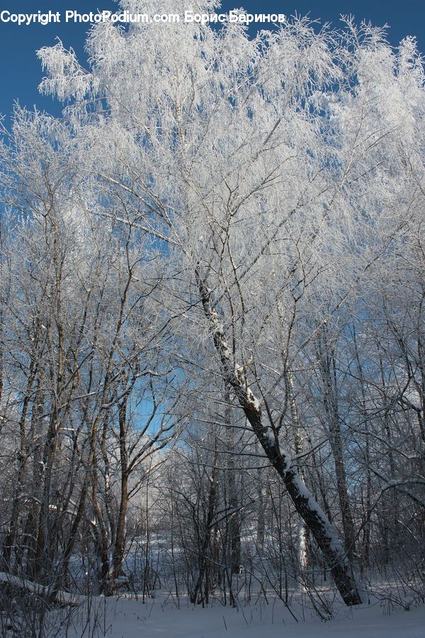 Birch, Tree, Wood, Frost, Ice, Outdoors, Snow