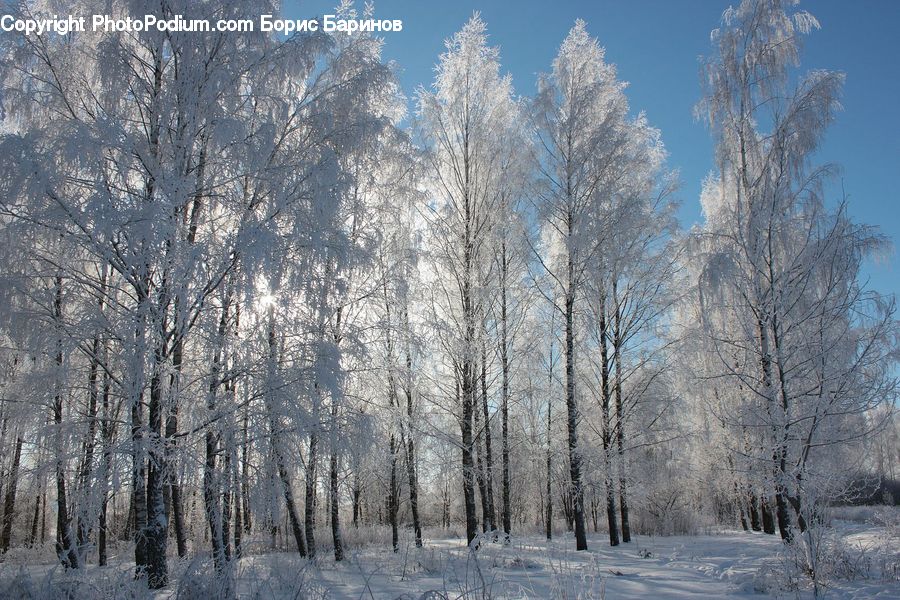 Frost, Ice, Outdoors, Snow, Birch, Tree, Wood