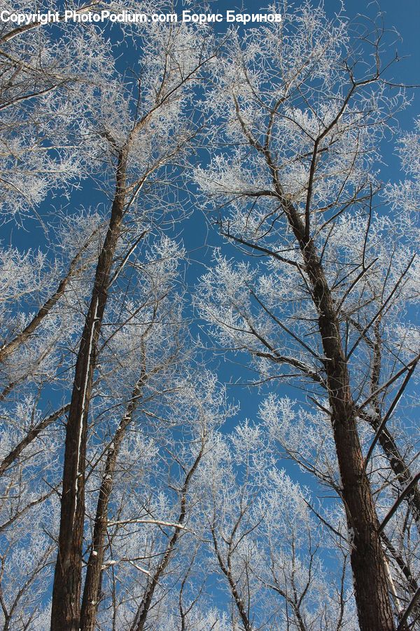 Birch, Tree, Wood, Plant, Landscape, Nature, Scenery