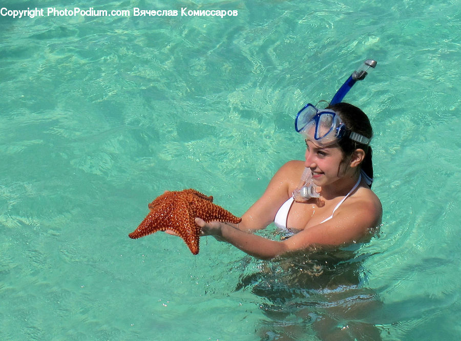 Invertebrate, Sea Life, Starfish, People, Person, Human, Sport