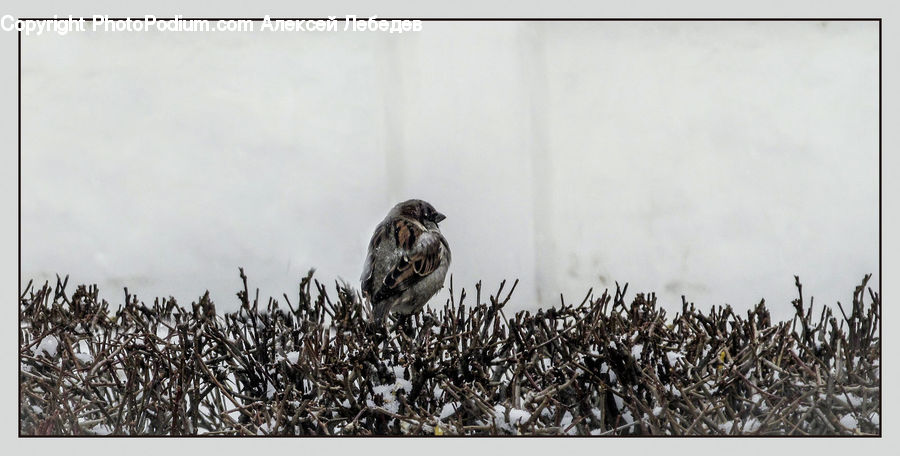 Bird, Sparrow, Field, Grass, Grassland, Plant, Grouse