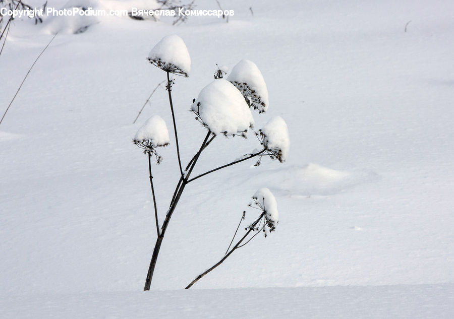 Ice, Outdoors, Snow, Field, Grass, Grassland, Plant