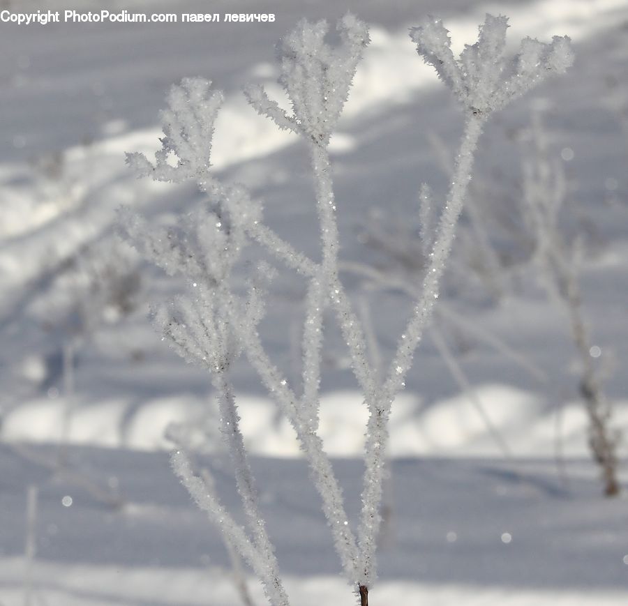 Frost, Ice, Outdoors, Snow