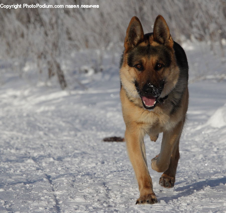 Animal, Canine, Dog, German Shepherd, Mammal, Pet, Husky