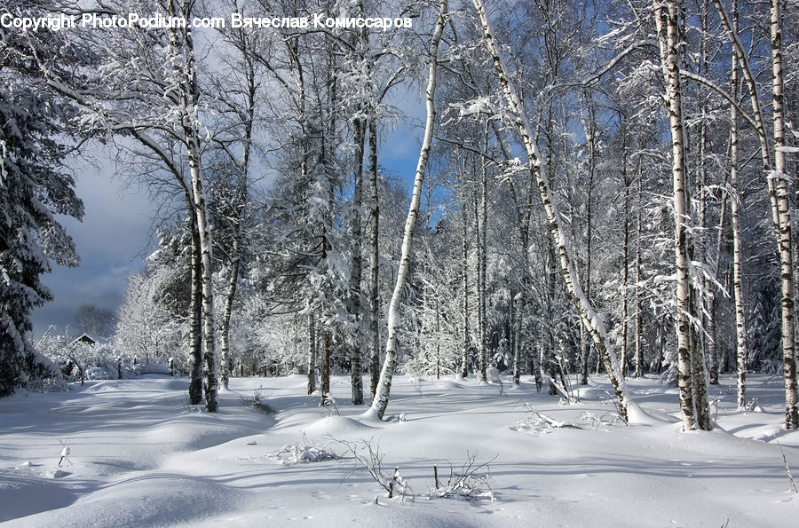 Birch, Tree, Wood, Forest, Vegetation, Ice, Outdoors
