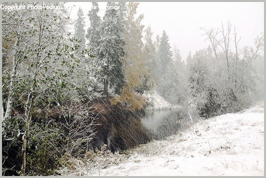 Frost, Ice, Outdoors, Snow, Bush, Plant, Vegetation