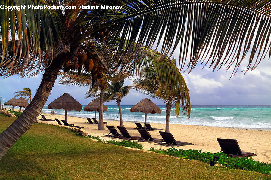 Beach, Coast, Outdoors, Sea, Water, Palm Tree, Plant