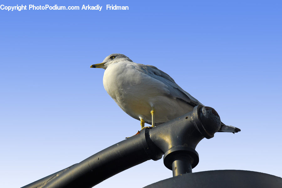 Bird, Seagull, Head, Portrait