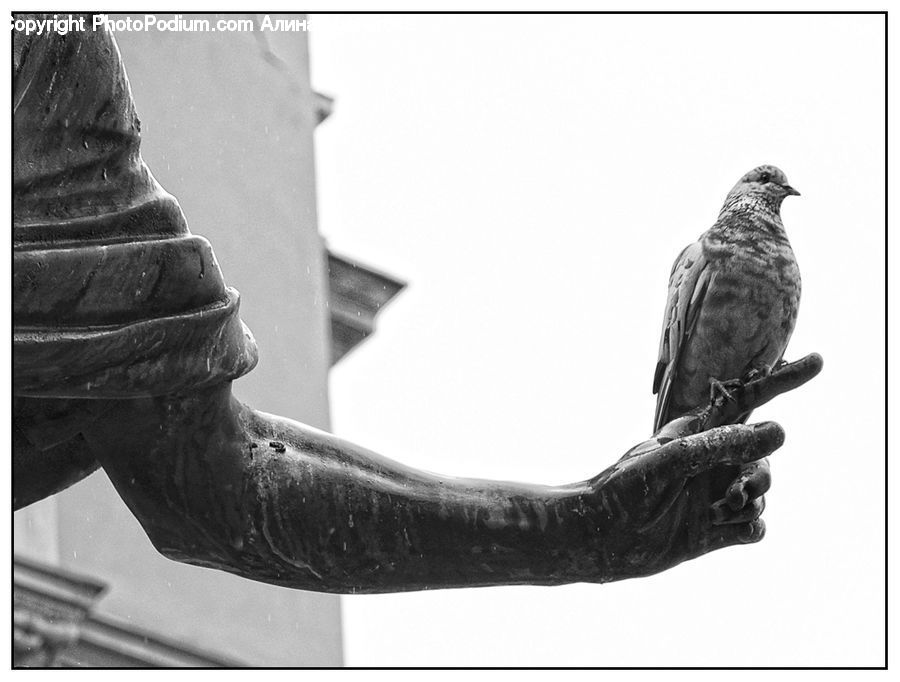 Bird, Pigeon, People, Person, Human, Art, Sculpture