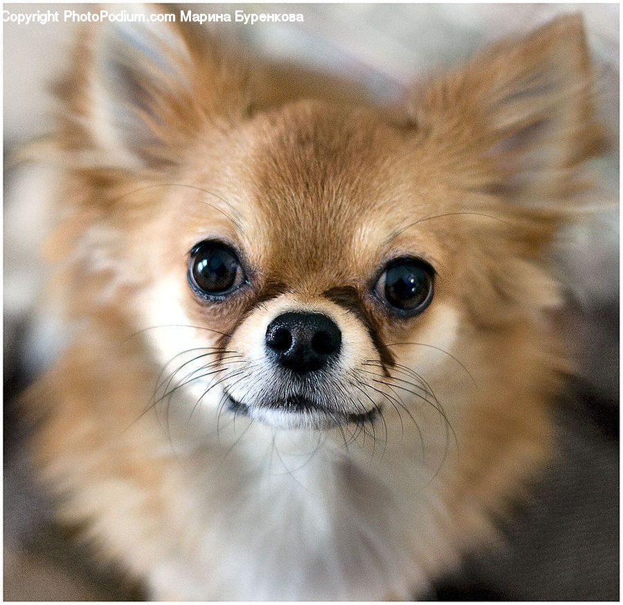 Animal, Canine, Chihuahua, Dog, Mammal, Pet