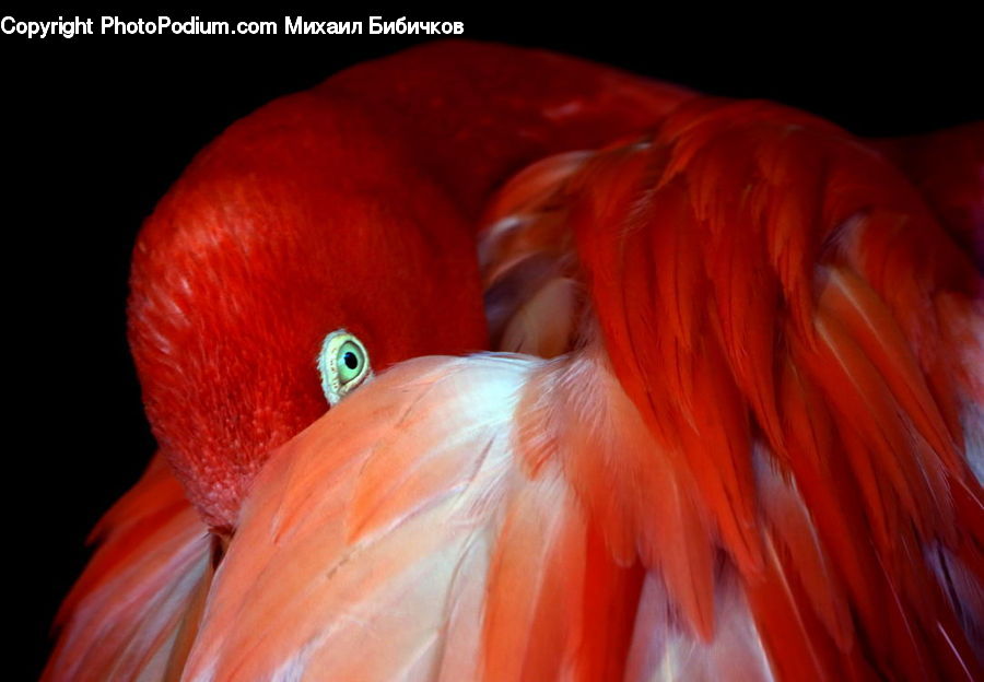 Bird, Flamingo, Flock, Beak, Head, Portrait