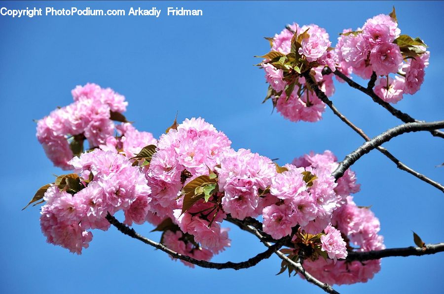 Blossom, Flora, Flower, Plant, Cherry Blossom, Petal