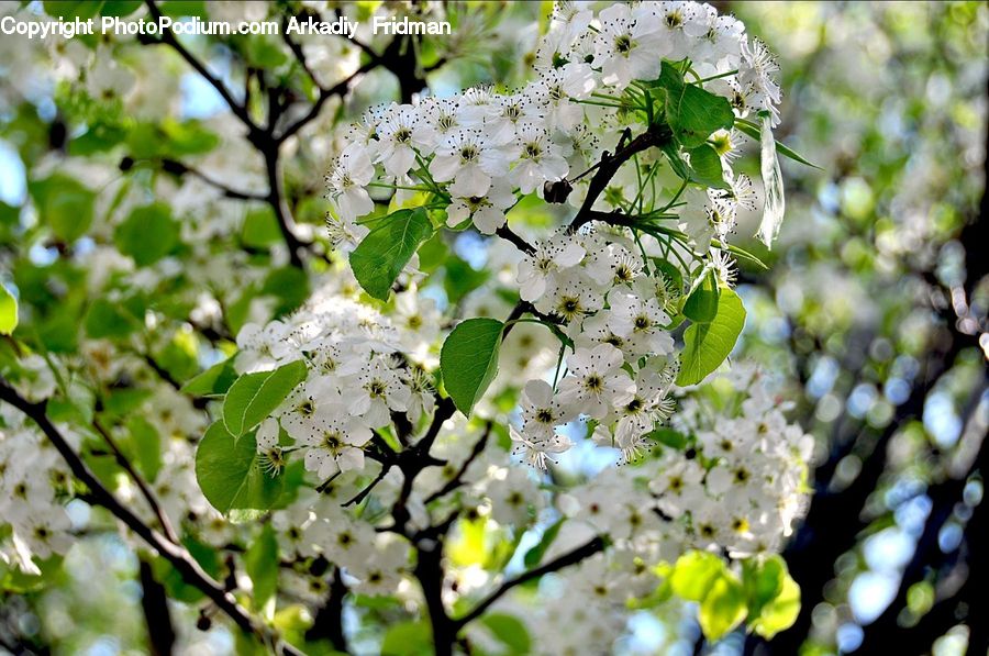 Blossom, Flora, Flower, Plant, Cherry Blossom, Herbs, Mint