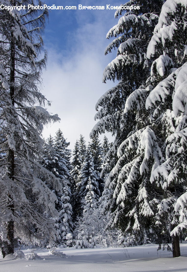 Ice, Outdoors, Snow, Conifer, Fir, Spruce, Wood