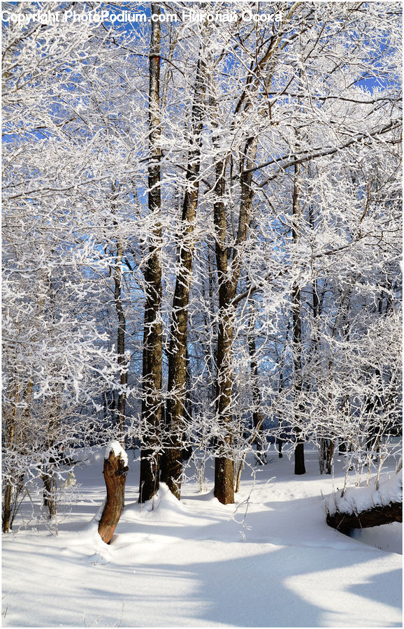 Ice, Outdoors, Snow, Birch, Tree, Wood, Plant