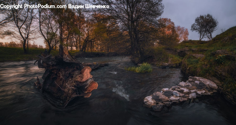 Creek, Outdoors, River, Water, Plant, Tree, Oak