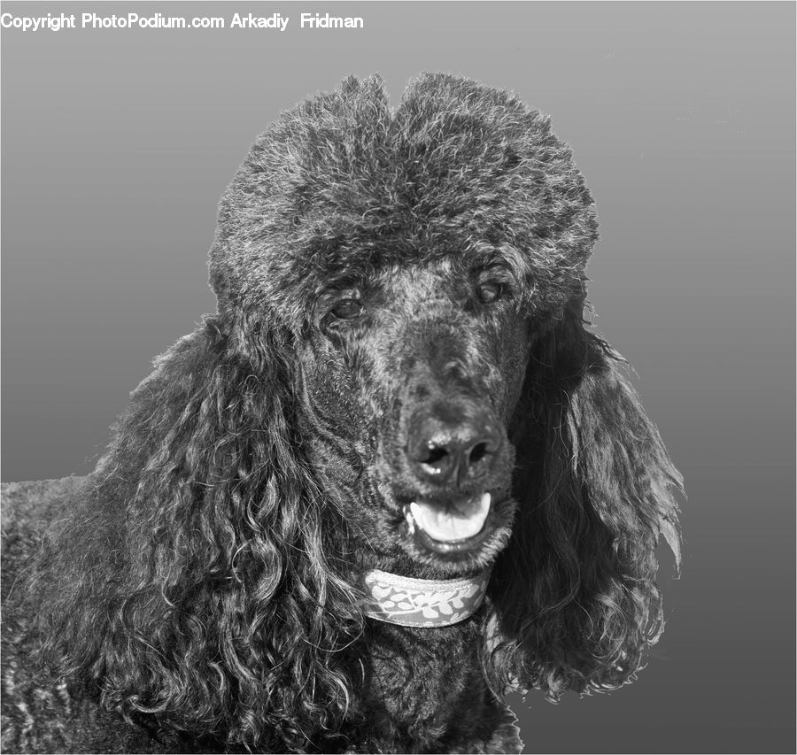 Animal, Canine, Dog, Mammal, Pet, Poodle, Cocker Spaniel