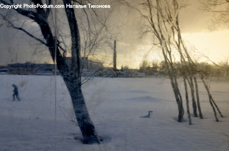 Flood, Ice, Outdoors, Snow, Plant, Tree, Birch