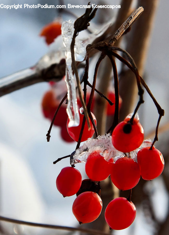 Cherry, Fruit, Blossom, Flora, Flower, Plant, Geranium