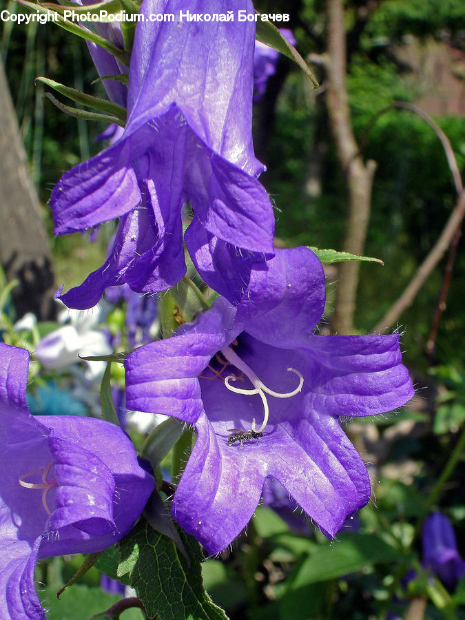 People, Person, Human, Flora, Flower, Gladiolus, Plant