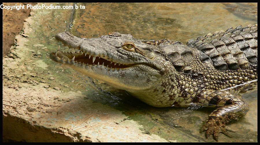 Alligator, Crocodile, Reptile
