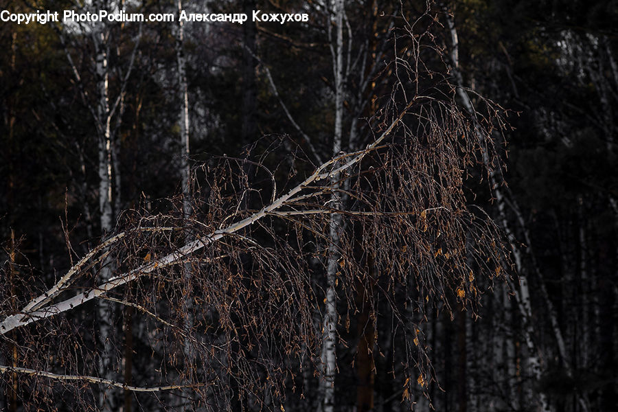 Birch, Tree, Wood, Forest, Vegetation, Field, Grass