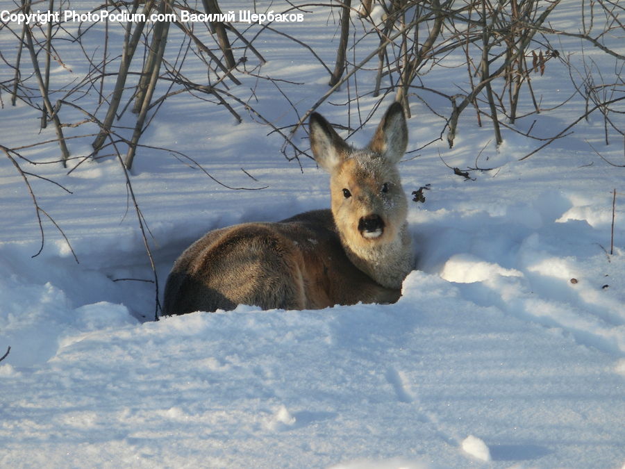 Animal, Canine, Fox, Mammal, Red Fox, Coyote, Grey Fox