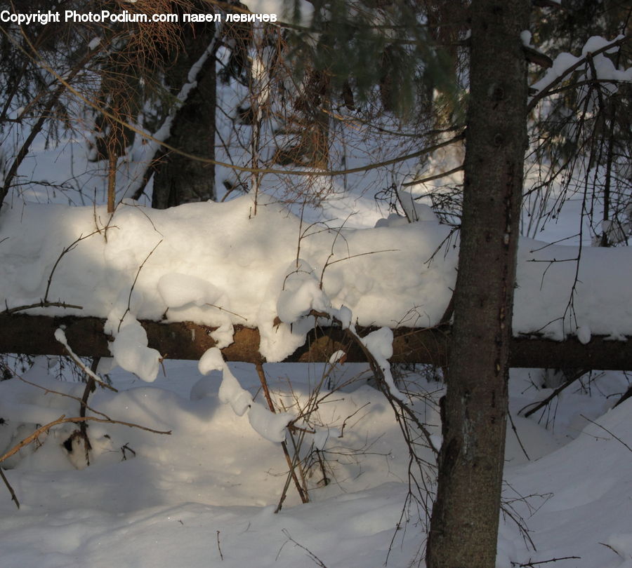 Ice, Outdoors, Snow, Animal, Dog, Pet, White Dog