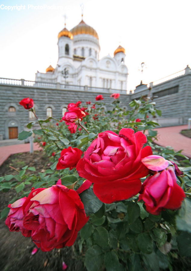 Blossom, Flower, Plant, Potted Plant, Rose, Architecture, Dome