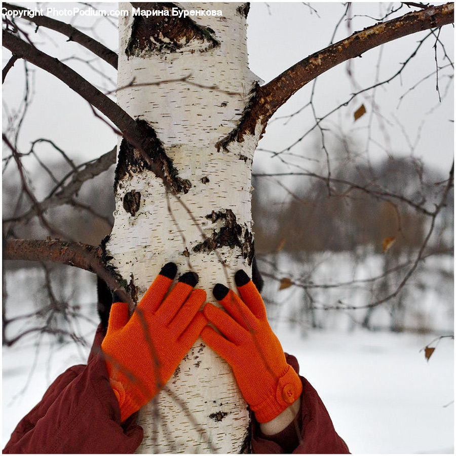 Birch, Tree, Wood