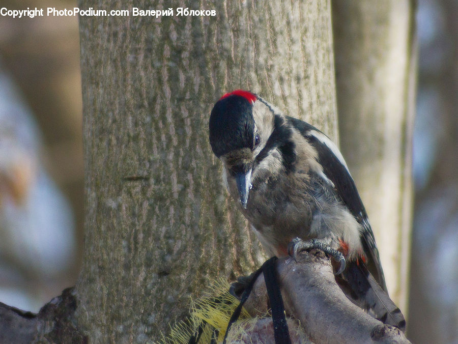 Bird, Flicker Bird, Woodpecker, Finch