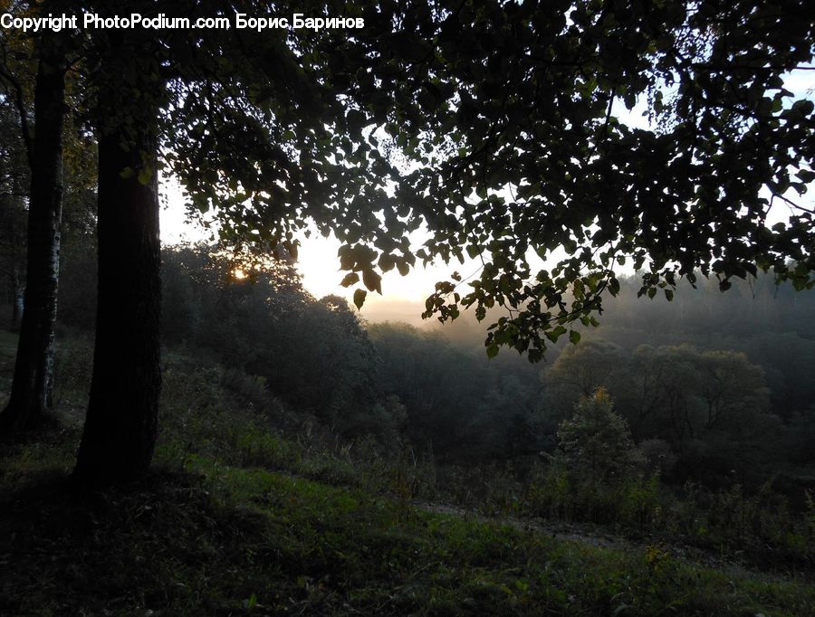 Plant, Tree, Oak, Wood, Forest, Vegetation, Flare