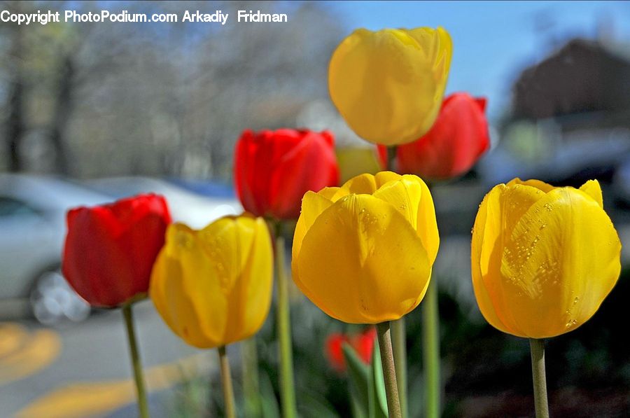 Blossom, Flora, Flower, Plant, Tulip, Petal, Crocus