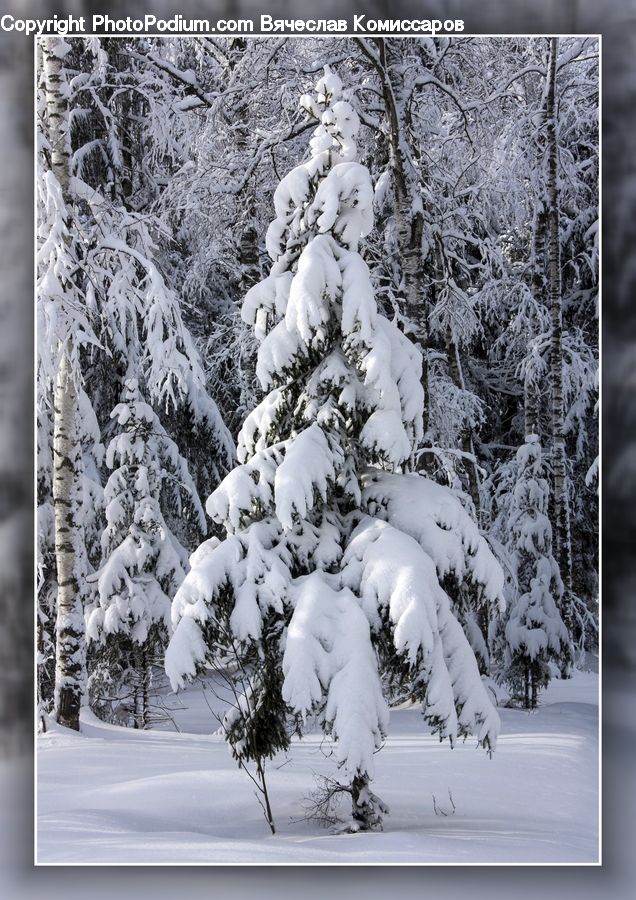 Ice, Outdoors, Snow, Plant, Tree, Conifer, Fir