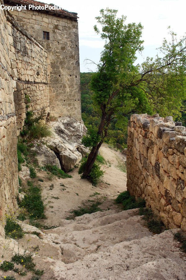 Castle, Fort, Apiaceae, Blossom, Plant, Ruins, Tree