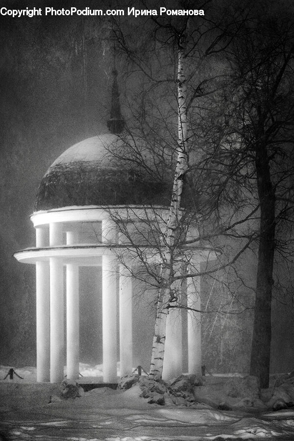 Column, Pillar, Plant, Tree, City, Downtown, Urban